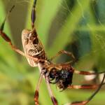 Australian Golden Orb Weaver Spider (Trichonephila edulis) with prey (fly), Alice Springs NT