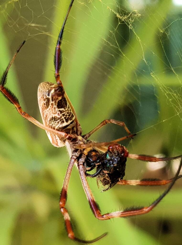 Australian Golden Orb Weaver Spider (Trichonephila edulis) with prey (fly), Alice Springs NT