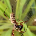 Australian Golden Orb Weaver Spider (Trichonephila edulis) with prey (fly), Alice Springs NT