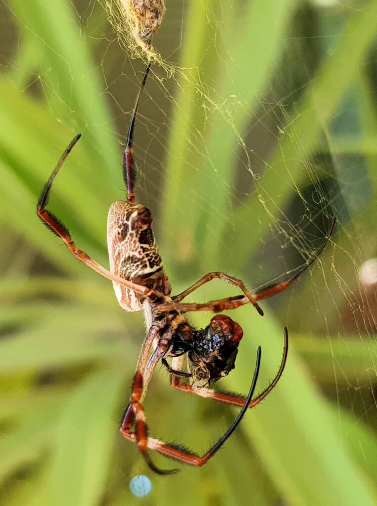 Australian Golden Orb Weaver Spider (Trichonephila edulis) with prey (fly), Alice Springs NT