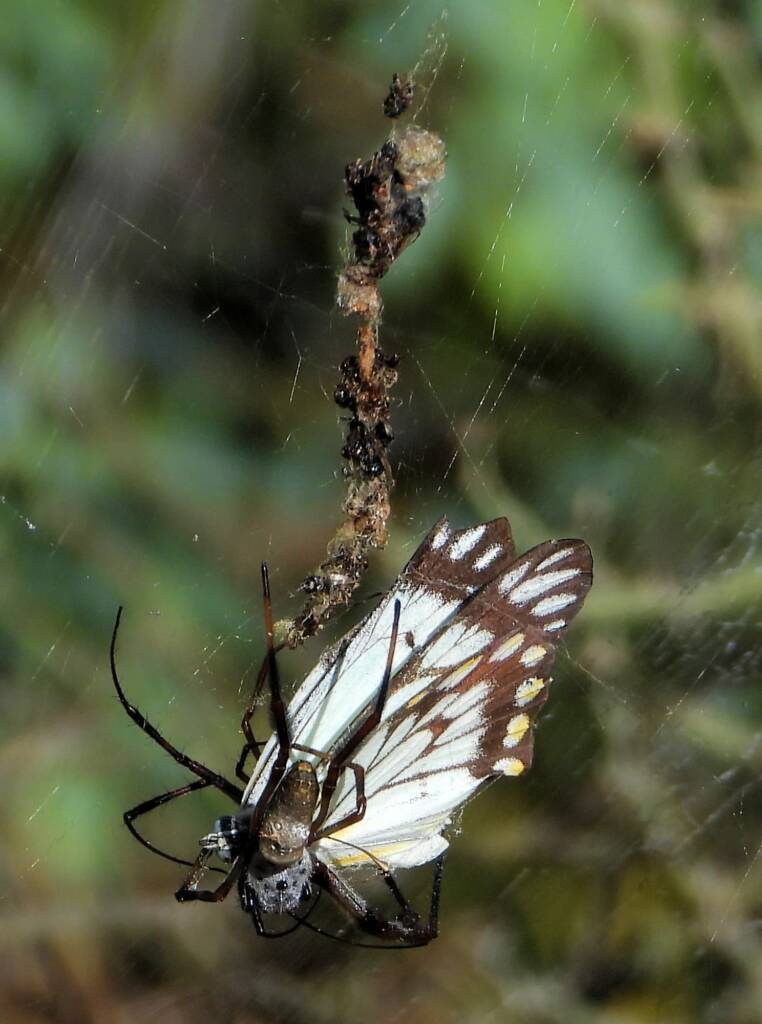 Australian Golden Orb Weaver Spider (Trichonephila edulis) with prey (Caper White Butterfly), Olive Pink Botanic Garden NT © Dorothy Latimer
