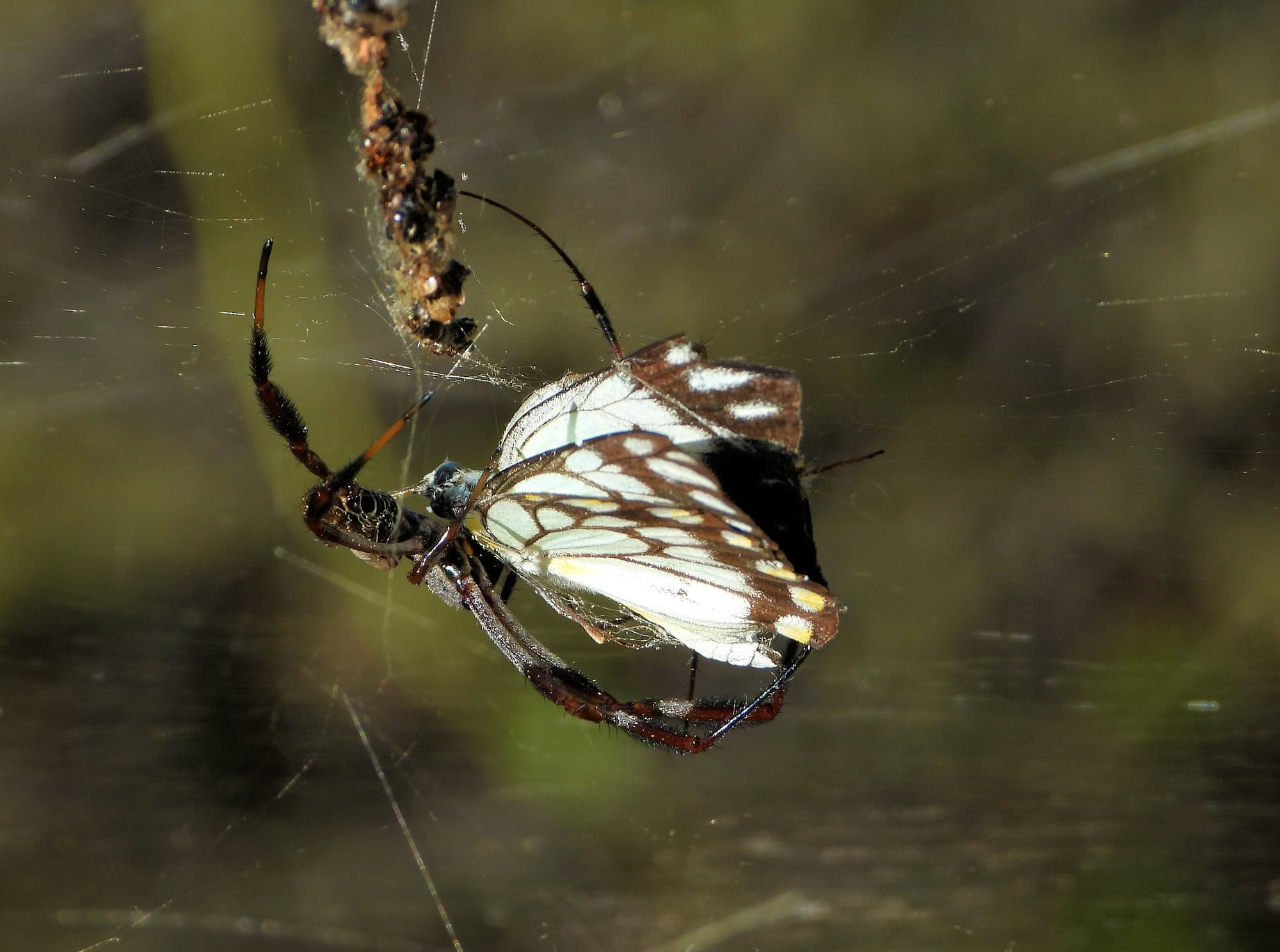 Australian Golden Orb Weaver Spider (Trichonephila edulis) with prey (Caper White Butterfly), Olive Pink Botanic Garden NT © Dorothy Latimer