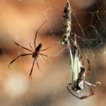 Male and female Australian Golden Orb Weaver Spider (Trichonephila edulis) with prey (Caper White Butterfly), Olive Pink Botanic Garden NT © Dorothy Latimer