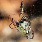 Male and female Australian Golden Orb Weaver Spider (Trichonephila edulis) with prey (Caper White Butterfly), Olive Pink Botanic Garden NT © Dorothy Latimer