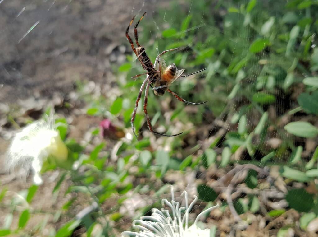 Trichonephila edulis with prey, Apis mellifera, Alice Springs NT