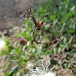 Trichonephila edulis with prey, Apis mellifera, Alice Springs NT
