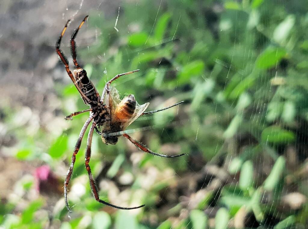 Trichonephila edulis with prey, Apis mellifera, Alice Springs NT