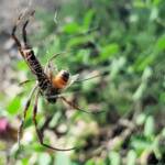 Trichonephila edulis with prey, Apis mellifera, Alice Springs NT