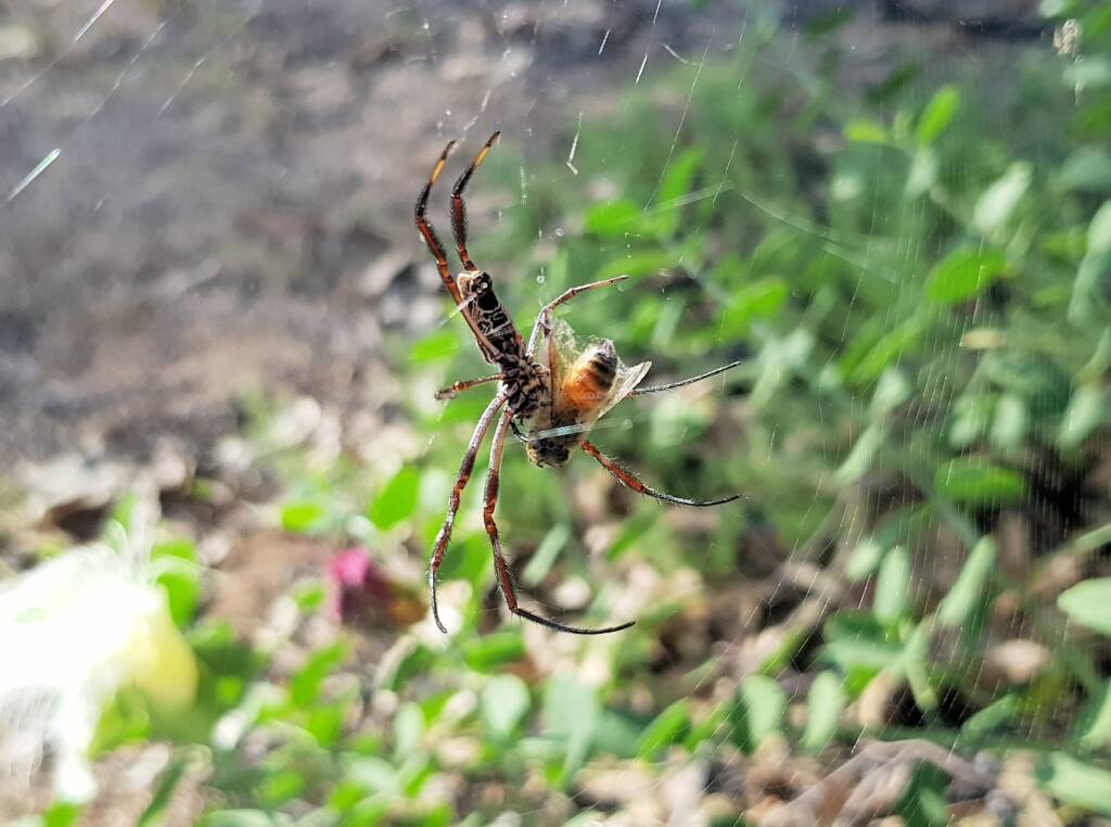 Trichonephila edulis with prey, Apis mellifera, Alice Springs NT