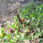 Trichonephila edulis with prey, Apis mellifera, Alice Springs NT