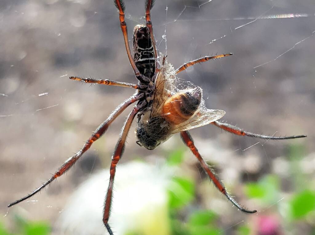 Australian Golden Orb Weaver Spider (Trichonephila edulis) with European Honey Bee (Apis mellifera) prey, Alice Springs NT