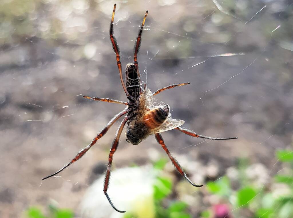 Australian Golden Orb Weaver Spider (Trichonephila edulis) with European Honey Bee (Apis mellifera) prey, Alice Springs NT