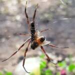 Australian Golden Orb Weaver Spider (Trichonephila edulis) with European Honey Bee (Apis mellifera) prey, Alice Springs NT