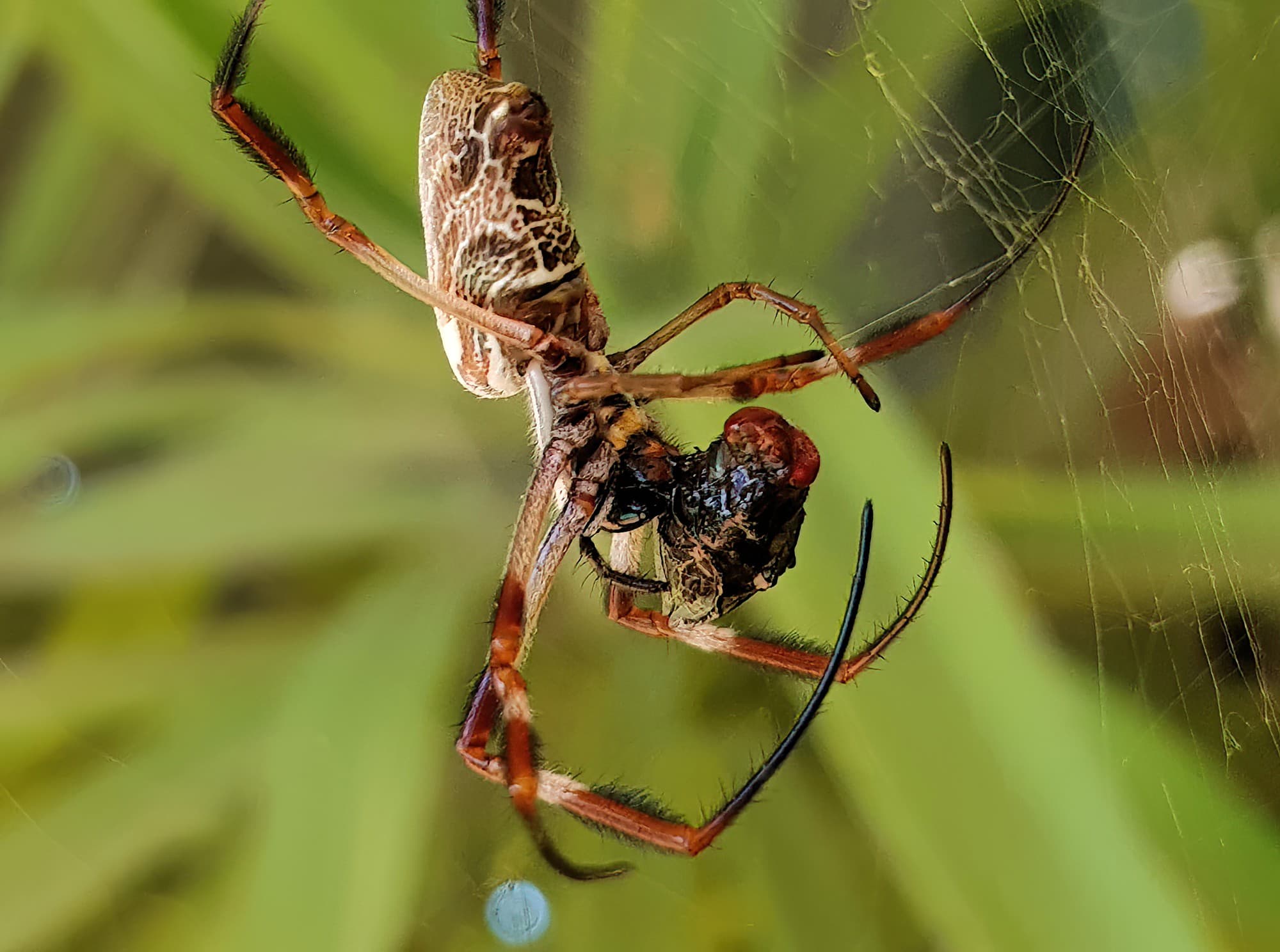 Female Australian Golden Orb Weaver Spider (Trichonephila edulis) with fly, Alice Springs NT