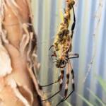 Male and female Australian Golden Orb Weaver Spider (Trichonephila edulis) with fly, Alice Springs NT