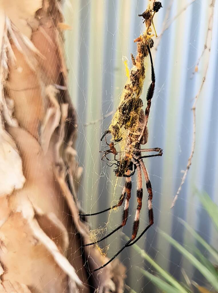 Male and female Australian Golden Orb Weaver Spider (Trichonephila edulis) with fly, Alice Springs NT