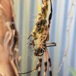 Australian Golden Orb Weaver Spider (Trichonephila edulis) female and male with prey (fly), Alice Springs NT