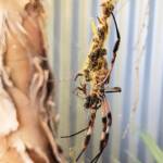 Australian Golden Orb Weaver Spider (Trichonephila edulis) female and male with prey (fly), Alice Springs NT