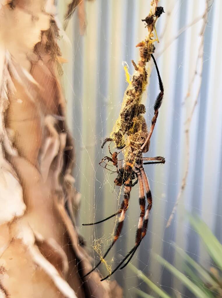 Australian Golden Orb Weaver Spider (Trichonephila edulis) female and male with prey (fly), Alice Springs NT