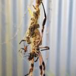 Australian Golden Orb Weaver Spider (Trichonephila edulis) female and male with prey (fly), Alice Springs NT