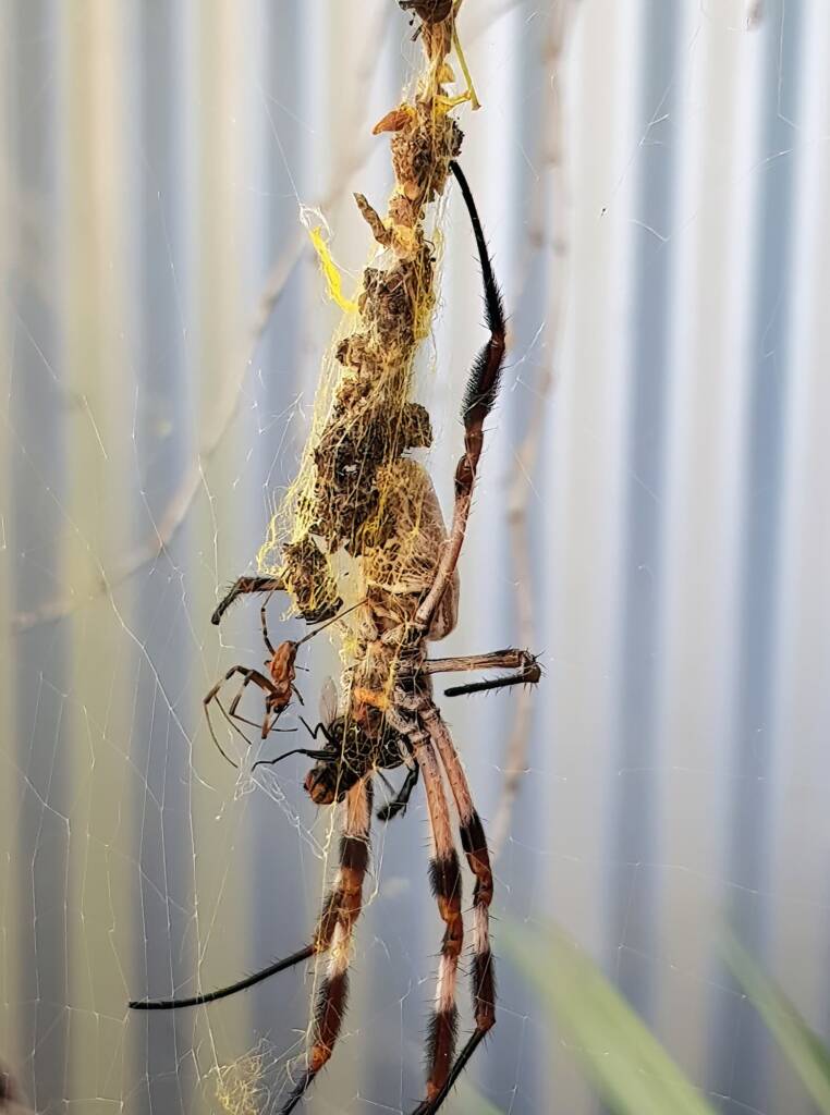 Australian Golden Orb Weaver Spider (Trichonephila edulis) female and male with prey (fly), Alice Springs NT