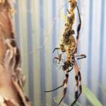 Male and female Australian Golden Orb Weaver Spider (Trichonephila edulis) with fly, Alice Springs NT