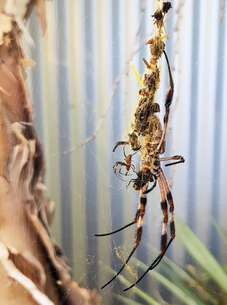 Male and female Australian Golden Orb Weaver Spider (Trichonephila edulis) with fly, Alice Springs NT