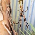 Male and female Australian Golden Orb Weaver Spider (Trichonephila edulis) with fly, Alice Springs NT