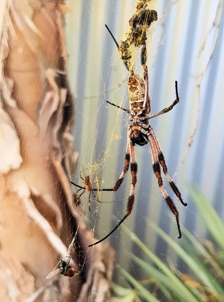 Male and female Australian Golden Orb Weaver Spider (Trichonephila edulis) with fly, Alice Springs NT