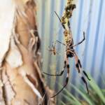 Male and female Australian Golden Orb Weaver Spider (Trichonephila edulis) with fly, Alice Springs NT