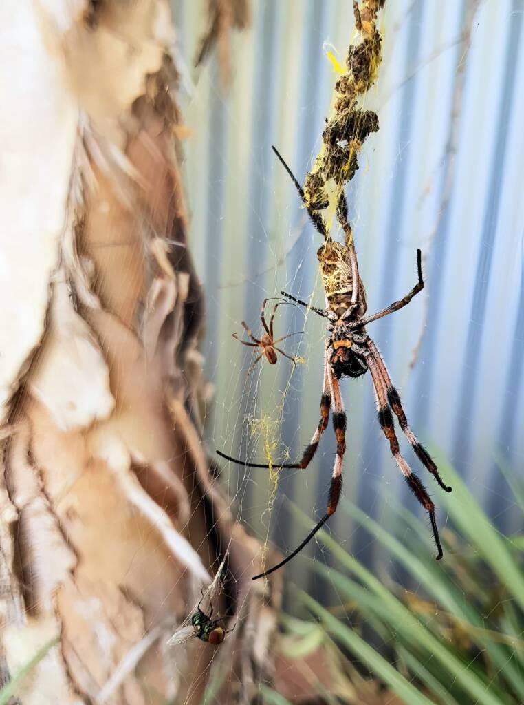 Male and female Australian Golden Orb Weaver Spider (Trichonephila edulis) with fly, Alice Springs NT