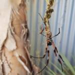 Male and female Australian Golden Orb Weaver Spider (Trichonephila edulis) with fly, Alice Springs NT