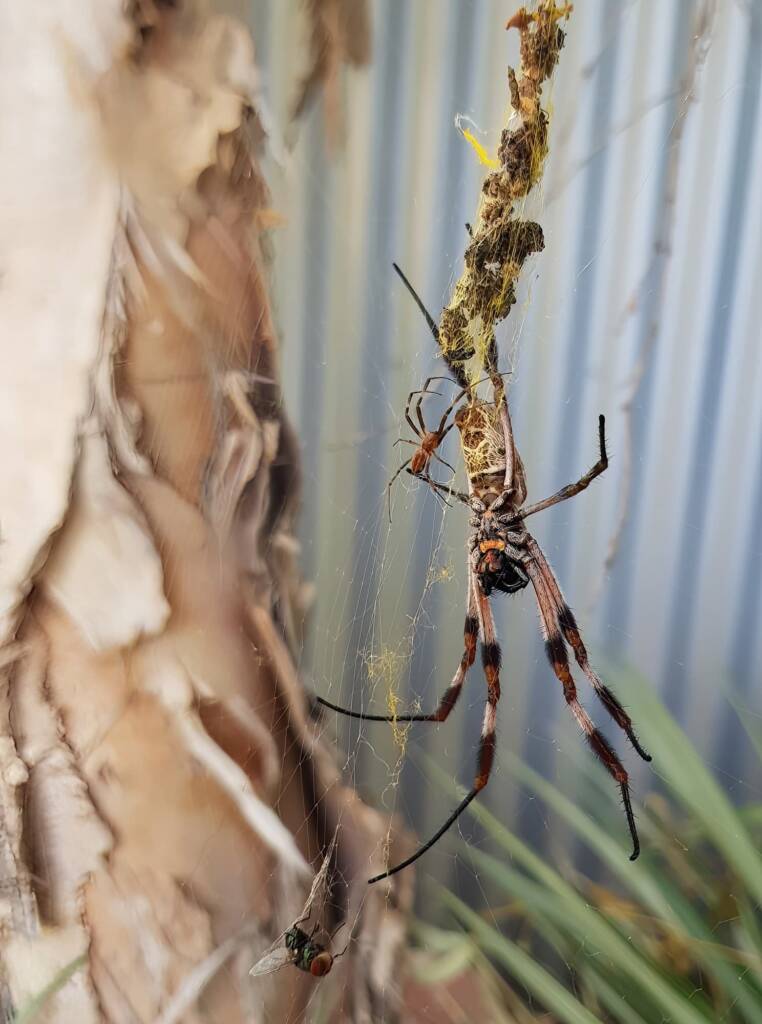 Male and female Australian Golden Orb Weaver Spider (Trichonephila edulis) with fly, Alice Springs NT