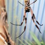 Male and female Australian Golden Orb Weaver Spider (Trichonephila edulis) with fly, Alice Springs NT