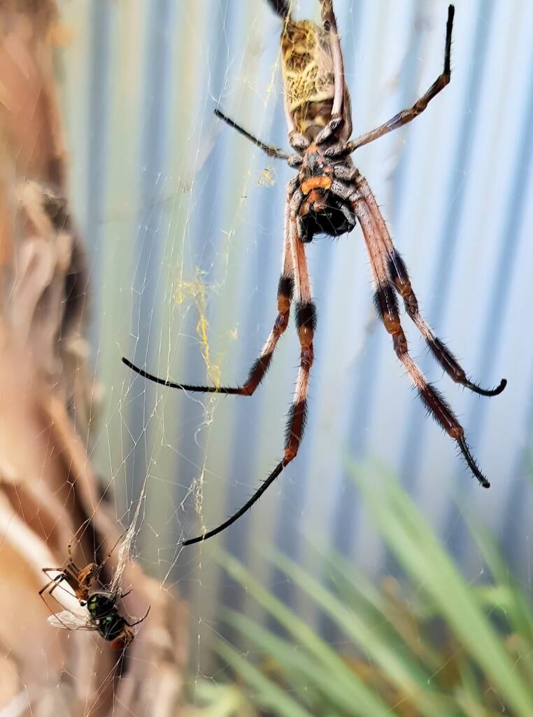 Male and female Australian Golden Orb Weaver Spider (Trichonephila edulis) with fly, Alice Springs NT