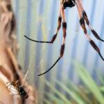 Male and female Australian Golden Orb Weaver Spider (Trichonephila edulis) with fly, Alice Springs NT