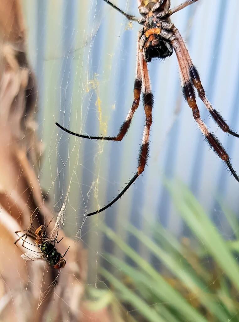 Male and female Australian Golden Orb Weaver Spider (Trichonephila edulis) with fly, Alice Springs NT