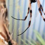 Male and female Australian Golden Orb Weaver Spider (Trichonephila edulis) with fly, Alice Springs NT