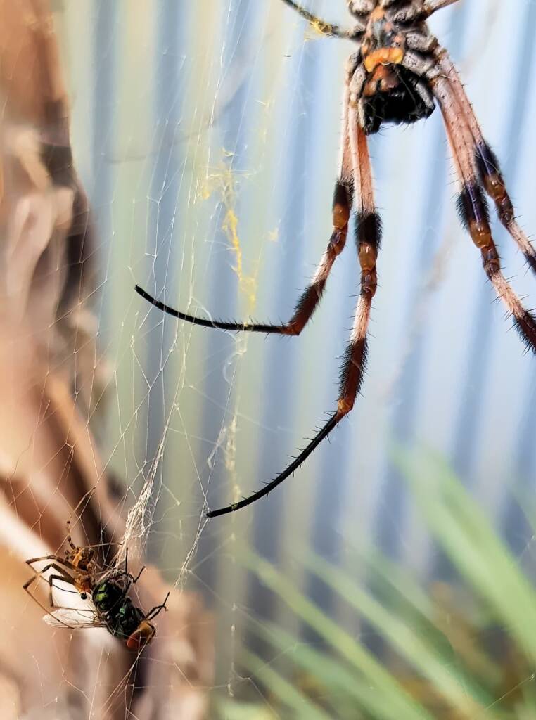 Male and female Australian Golden Orb Weaver Spider (Trichonephila edulis) with fly, Alice Springs NT