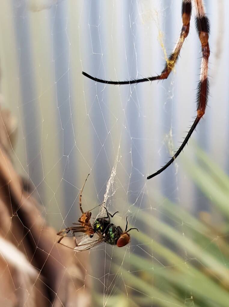 Australian Golden Orb Weaver Spider (Trichonephila edulis) male with prey (fly), Alice Springs NT
