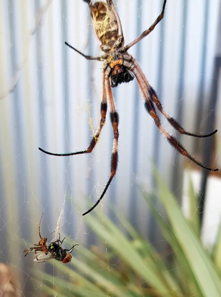 Male and female Australian Golden Orb Weaver Spider (Trichonephila edulis) with fly, Alice Springs NT