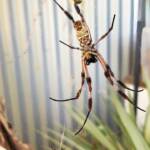 Male and female Australian Golden Orb Weaver Spider (Trichonephila edulis) with fly, Alice Springs NT