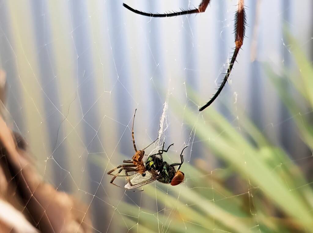 Male Australian Golden Orb Weaver Spider (Trichonephila edulis) with fly, Alice Springs NT
