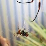 Male Australian Golden Orb Weaver Spider (Trichonephila edulis) with fly, Alice Springs NT
