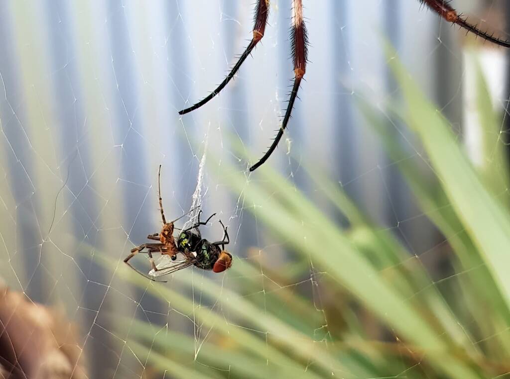Male Australian Golden Orb Weaver Spider (Trichonephila edulis) with fly, Alice Springs NT