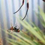 Male Australian Golden Orb Weaver Spider (Trichonephila edulis) with fly, Alice Springs NT