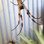 Male and female Australian Golden Orb Weaver Spider (Trichonephila edulis) with fly, Alice Springs NT