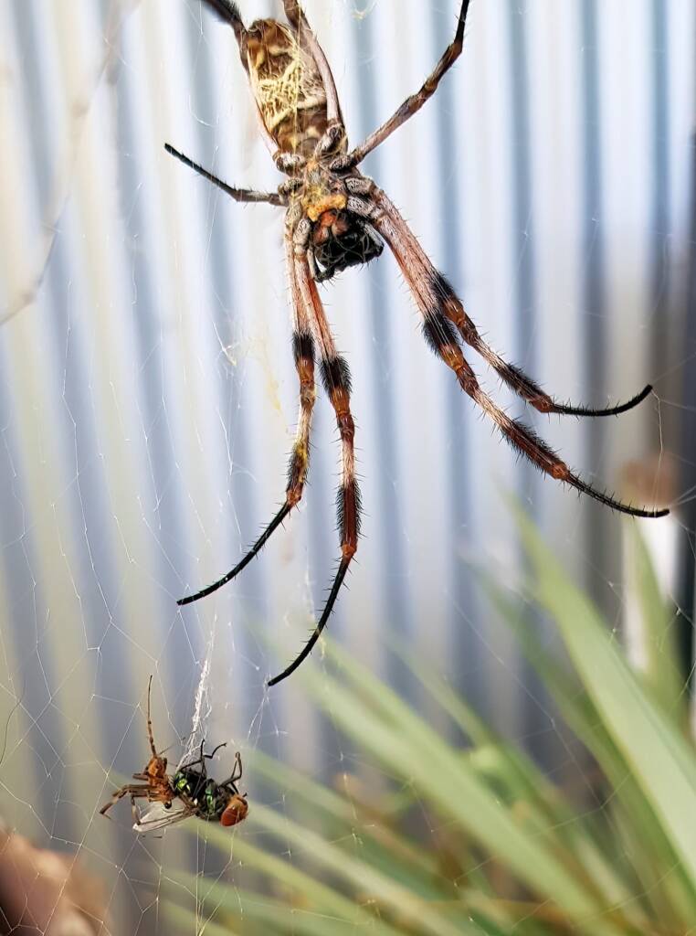 Male and female Australian Golden Orb Weaver Spider (Trichonephila edulis) with fly, Alice Springs NT