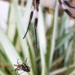 Male Australian Golden Orb Weaver Spider (Trichonephila edulis) with fly, Alice Springs NT