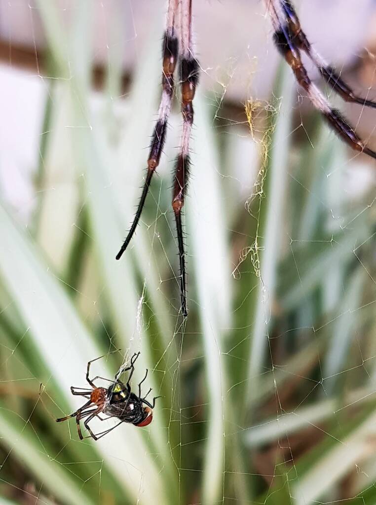 Male Australian Golden Orb Weaver Spider (Trichonephila edulis) with fly, Alice Springs NT